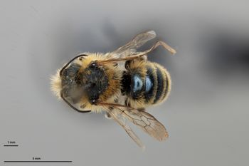 Media type: image;   Entomology 795005 Aspect: habitus dorsal view